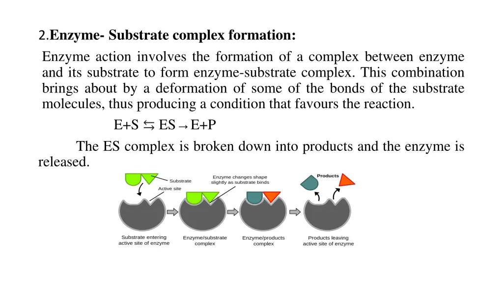 2 enzyme substrate complex formation enzyme