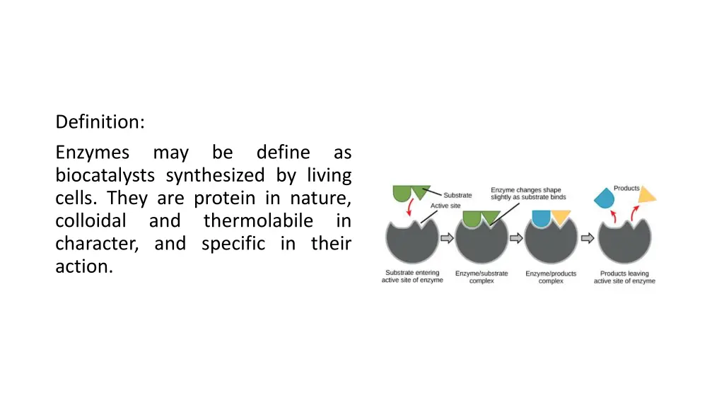 definition enzymes biocatalysts synthesized