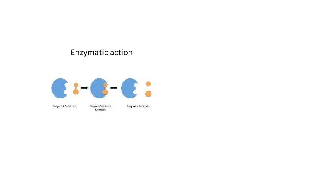 enzymatic action