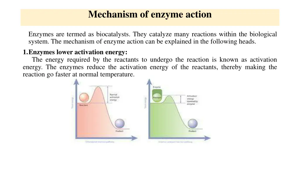 mechanism of enzyme action