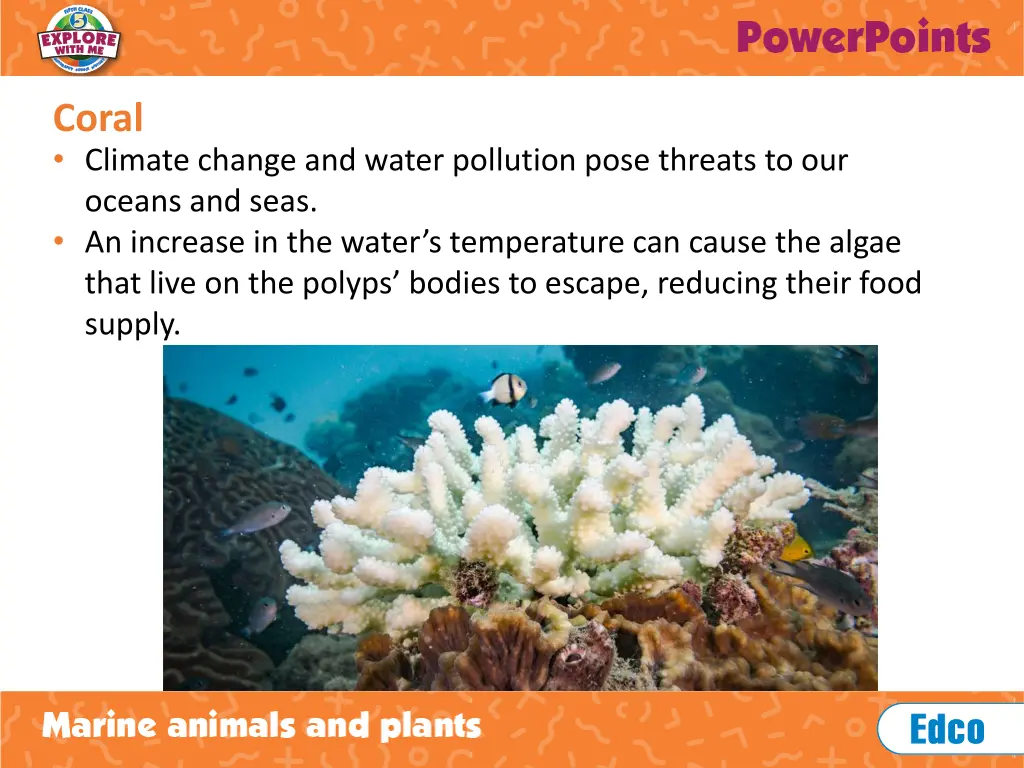 coral climate change and water pollution pose