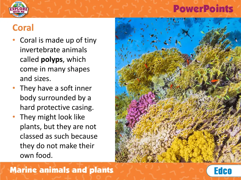 coral coral is made up of tiny invertebrate