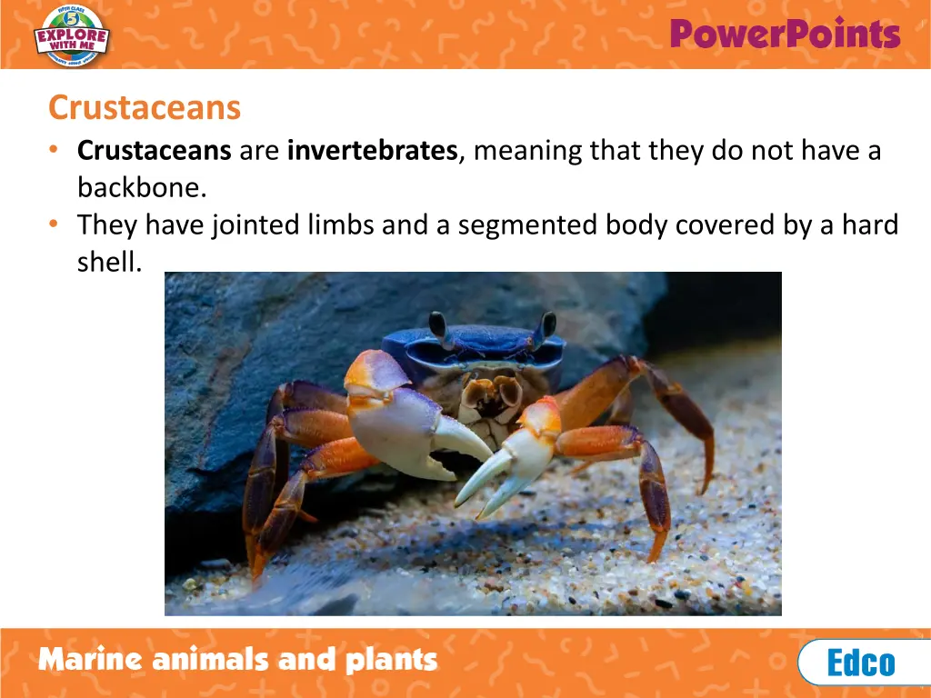 crustaceans crustaceans are invertebrates meaning