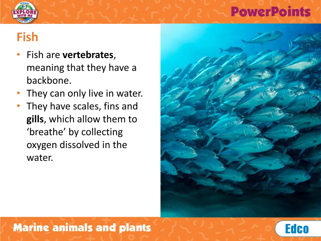 fish fish are vertebrates meaning that they have