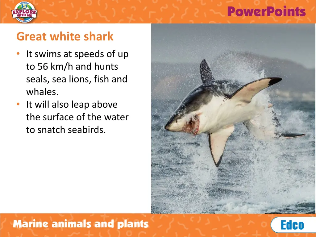 great white shark it swims at speeds