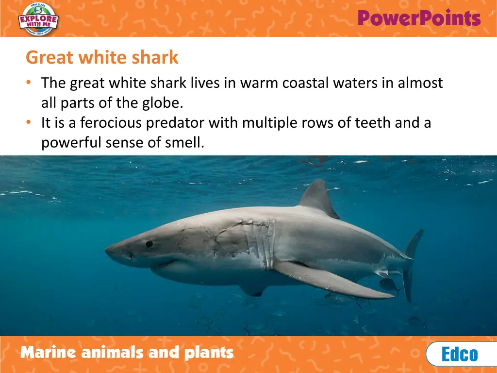 great white shark the great white shark lives