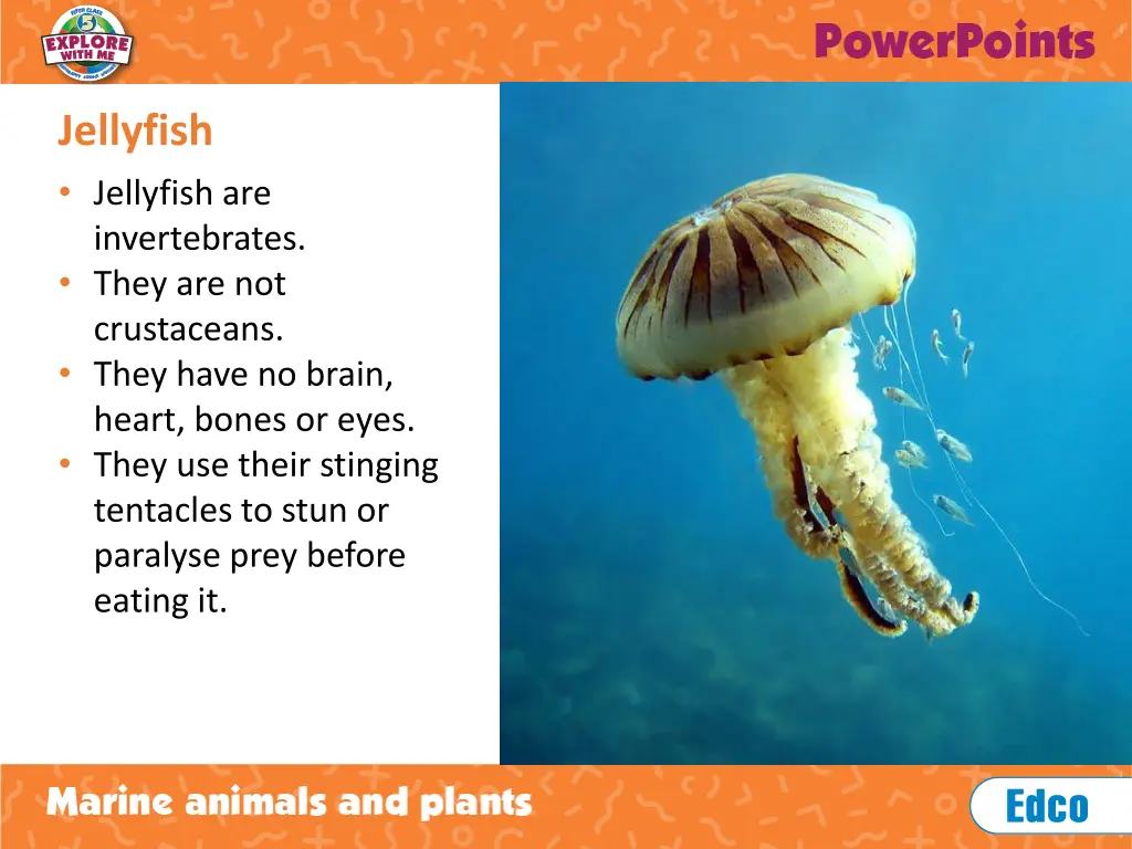 jellyfish jellyfish are invertebrates they