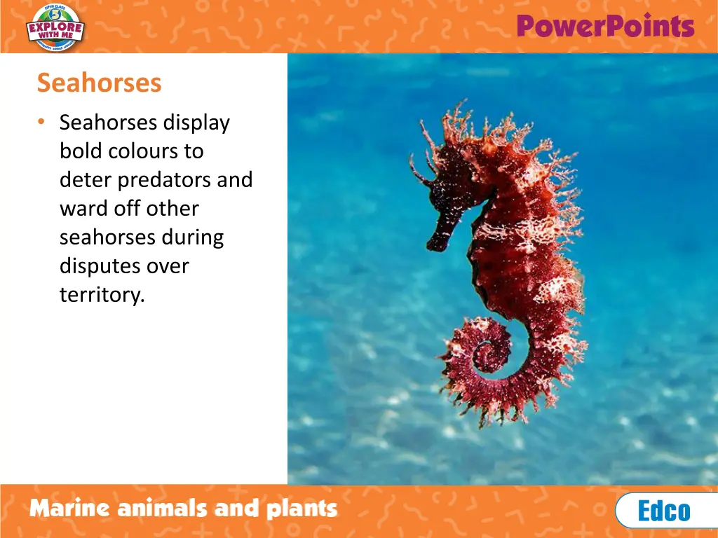 seahorses seahorses display bold colours to deter