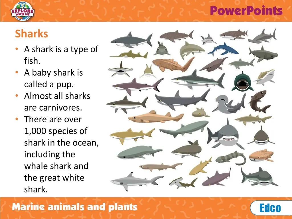 sharks a shark is a type of fish a baby shark