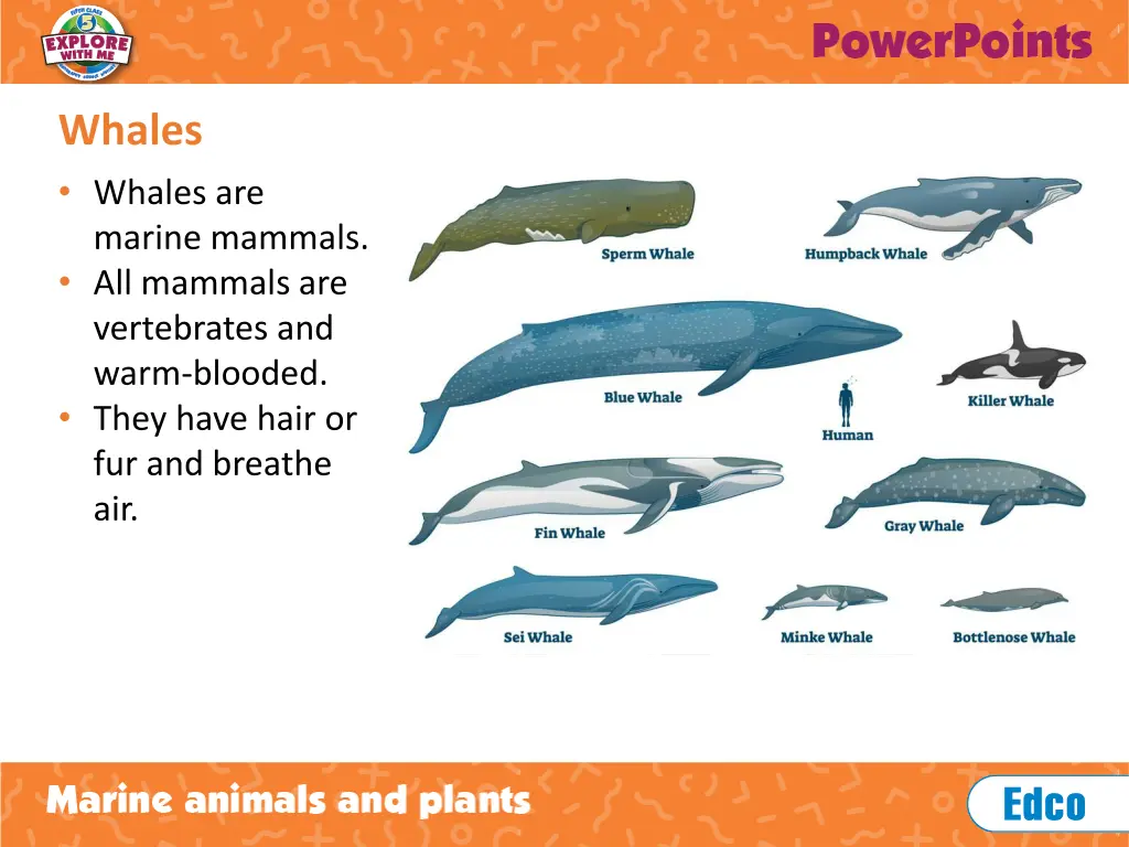 whales whales are marine mammals all mammals