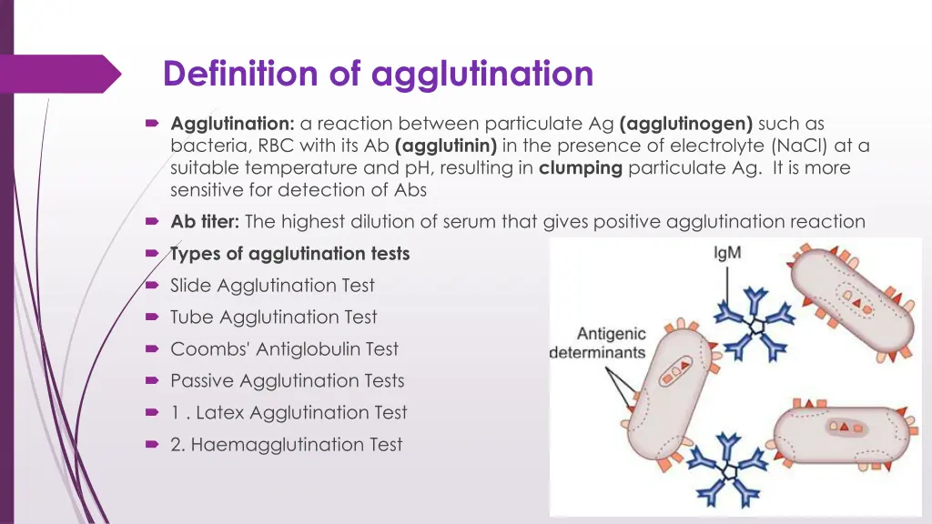 definition of agglutination