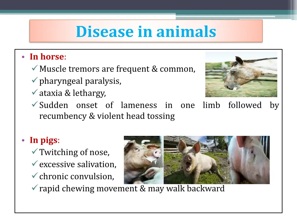 disease in animals 5