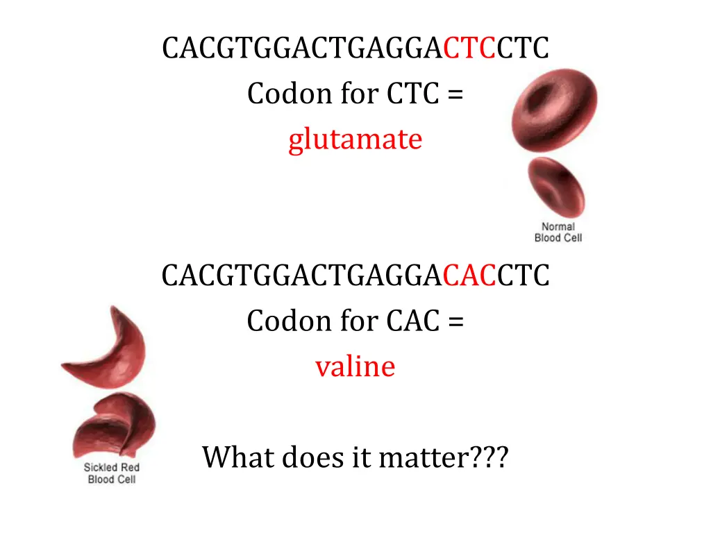 cacgtggactgaggactcctc codon for ctc glutamate