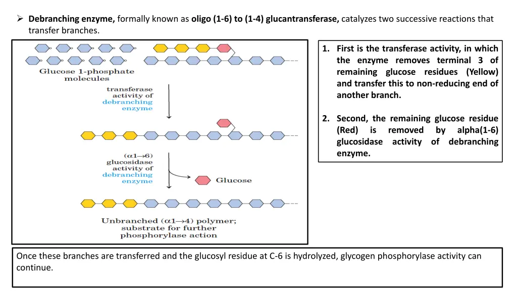 debranching enzyme formally known as oligo