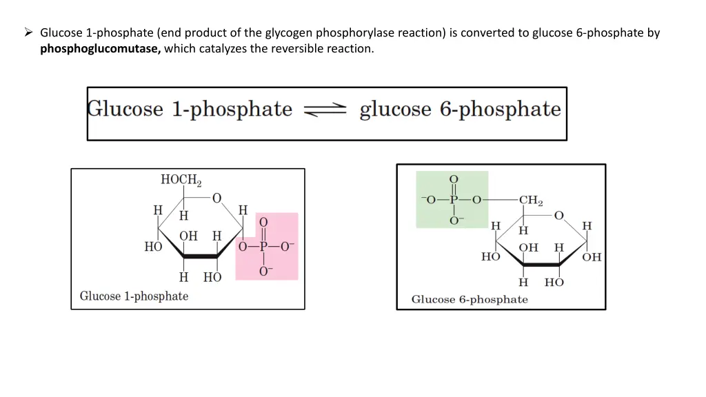 glucose 1 phosphate end product of the glycogen