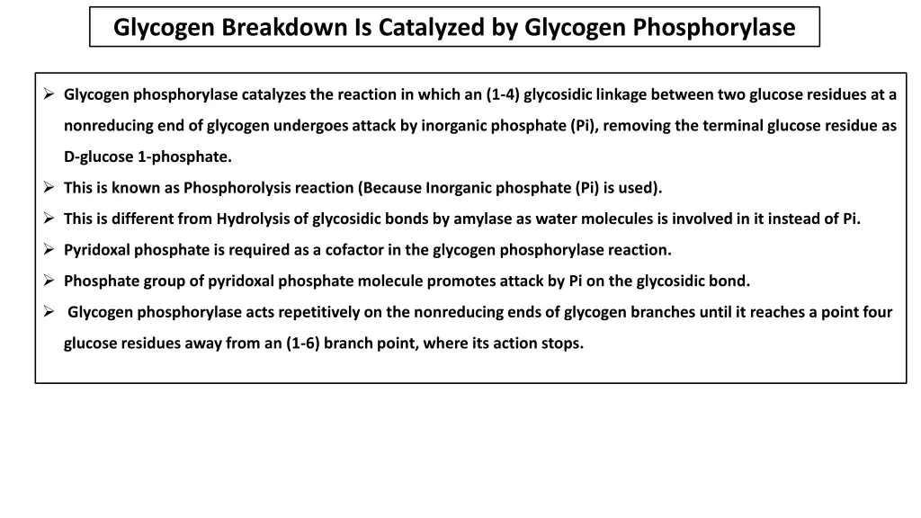 glycogen breakdown is catalyzed by glycogen