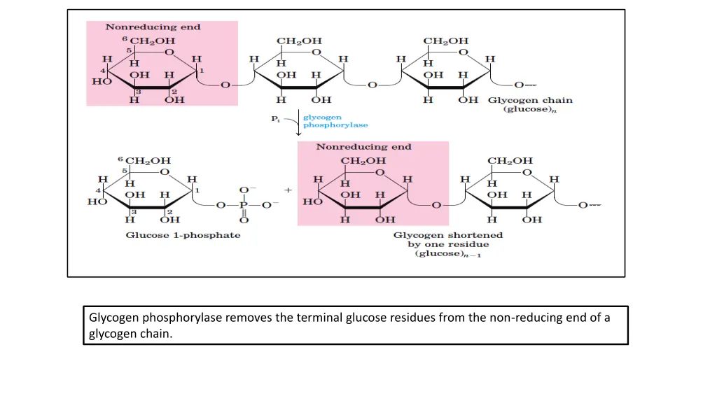 glycogen phosphorylase removes the terminal