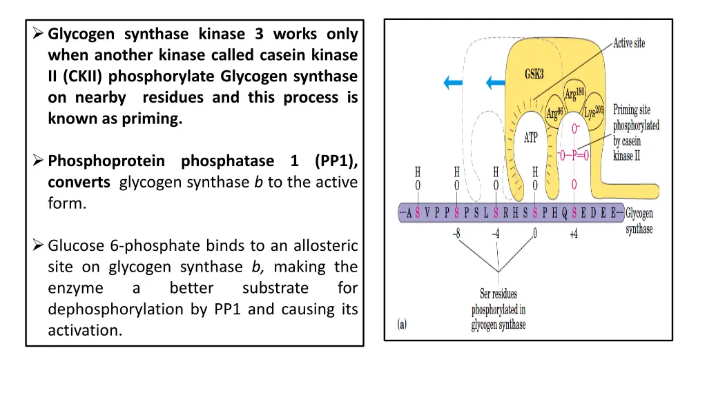 glycogen synthase kinase 3 works only when