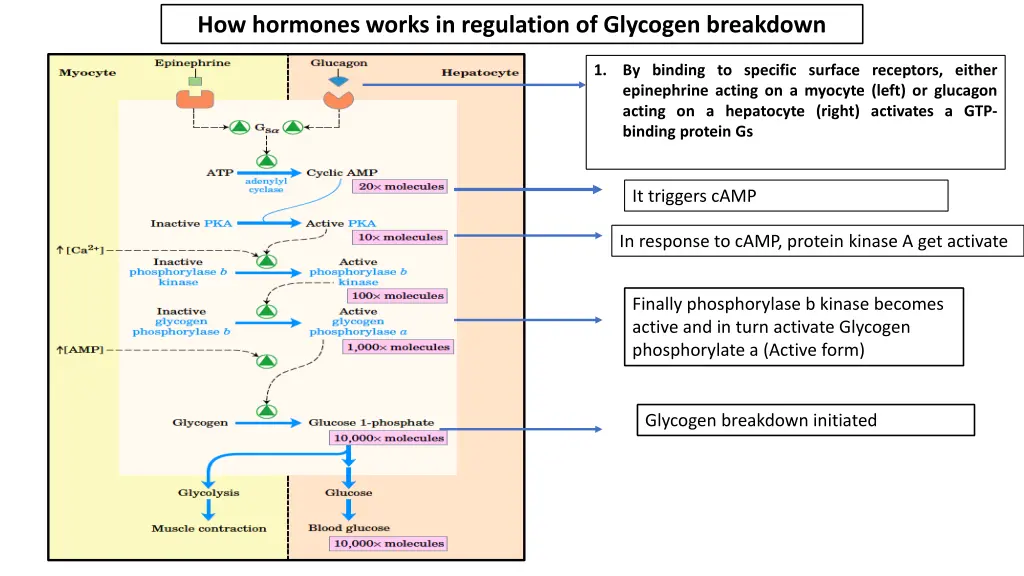 how hormones works in regulation of glycogen