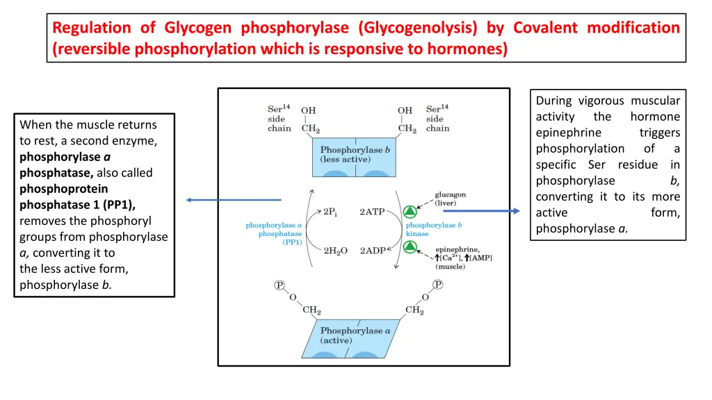 regulation of glycogen phosphorylase