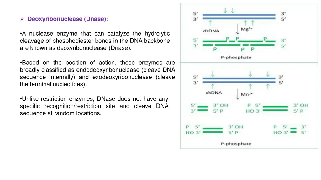 deoxyribonuclease dnase