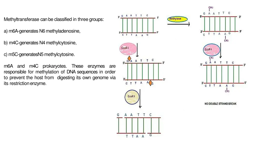 methyltransferase can be classified in threegroups