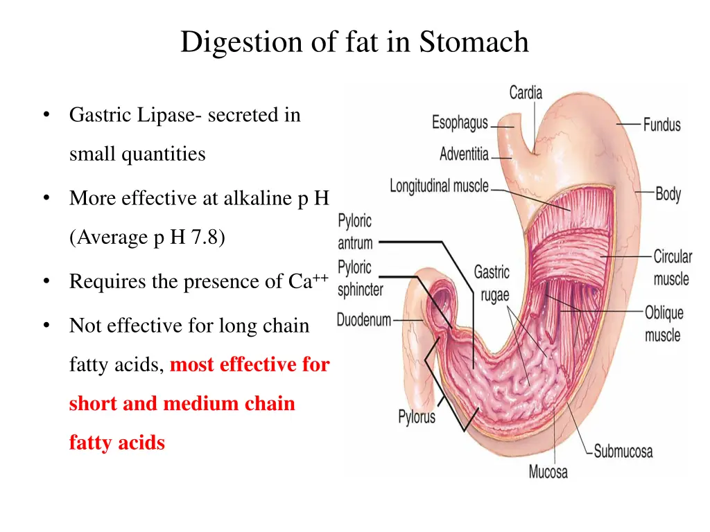 digestion of fat in stomach