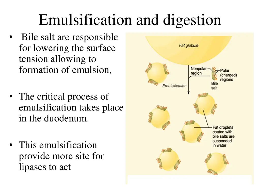 emulsification and digestion bile salt