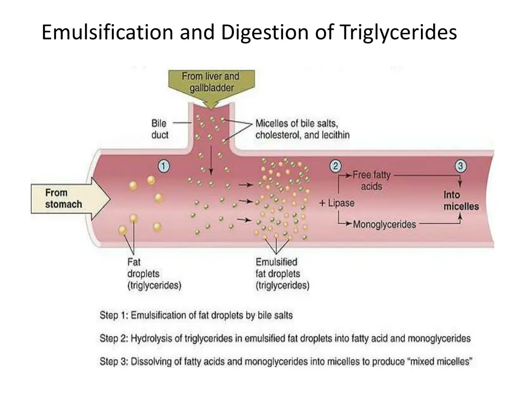 emulsification and digestion of triglycerides