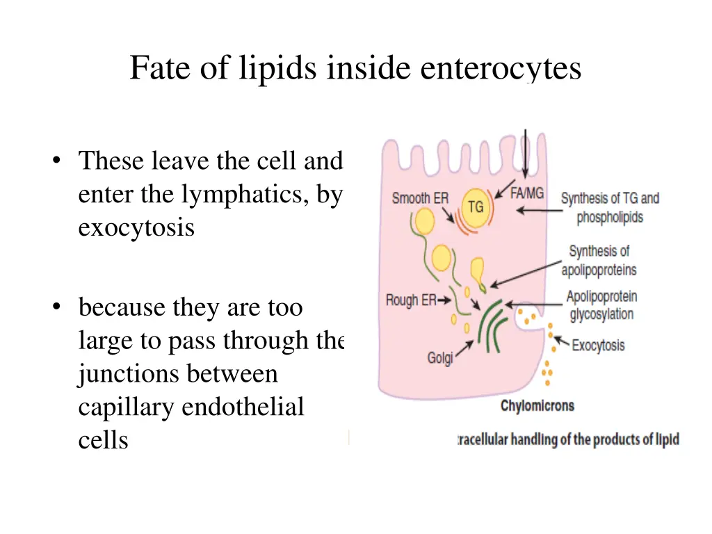 fate of lipids inside enterocytes