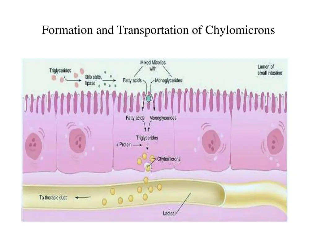 formation and transportation of chylomicrons