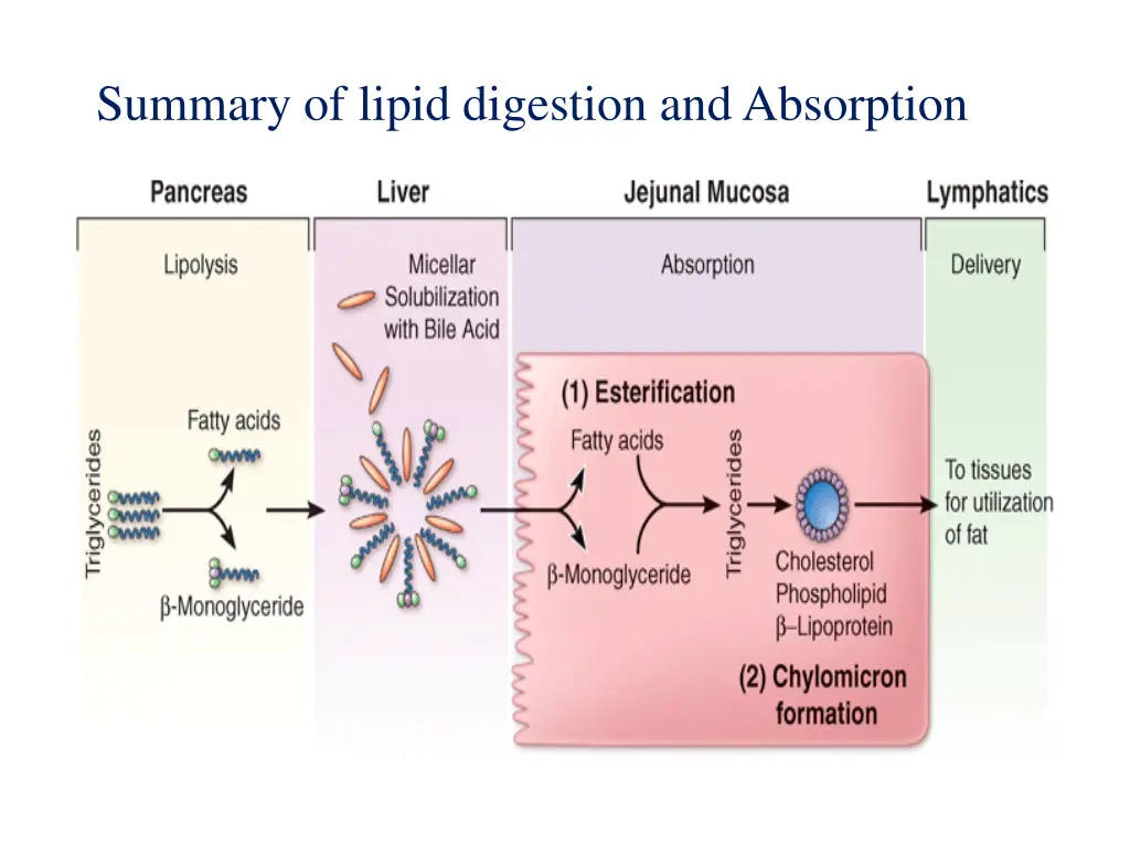 summary of lipid digestion and absorption