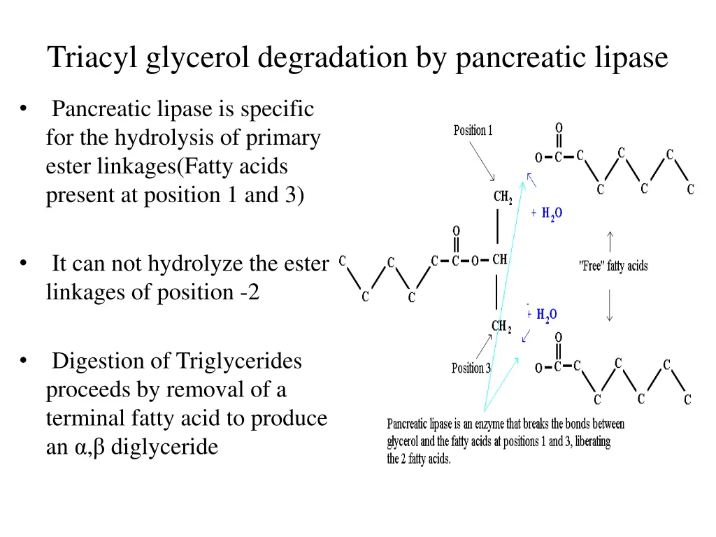 triacyl glycerol degradation by pancreatic lipase