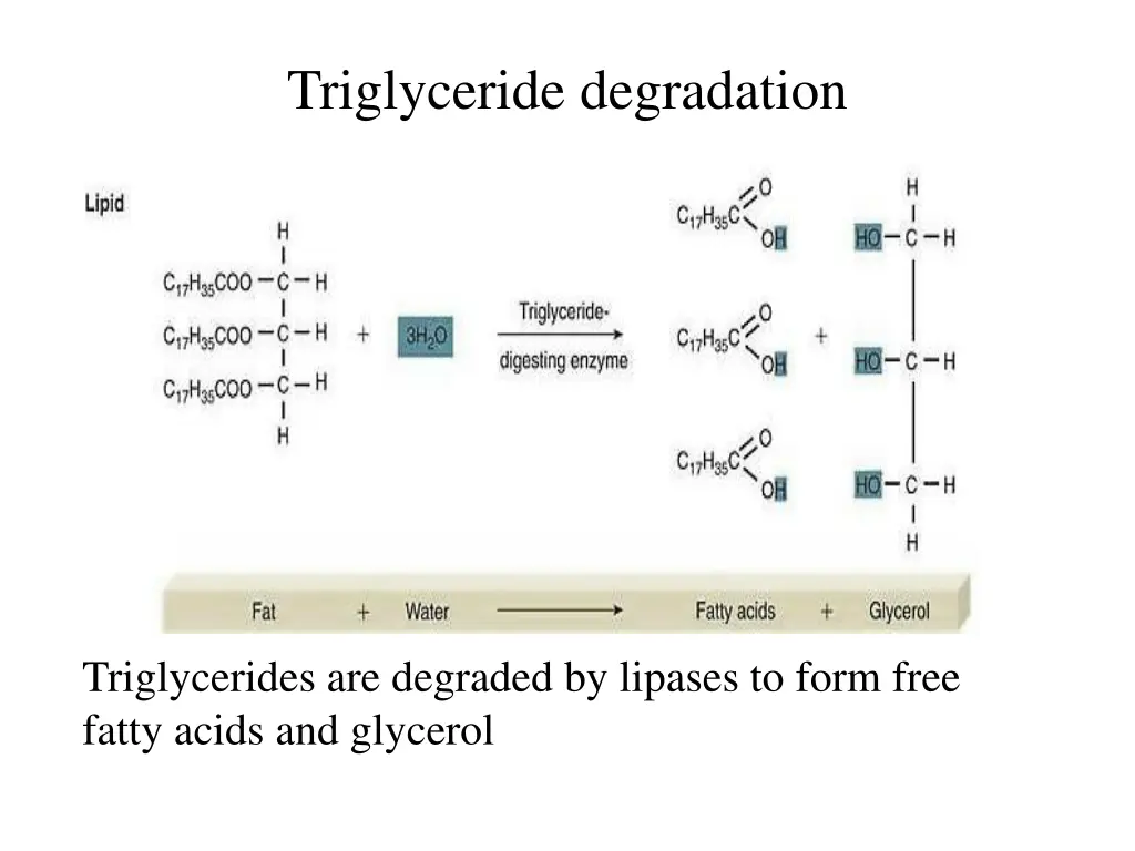 triglyceride degradation