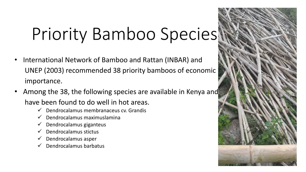 priority bamboo species