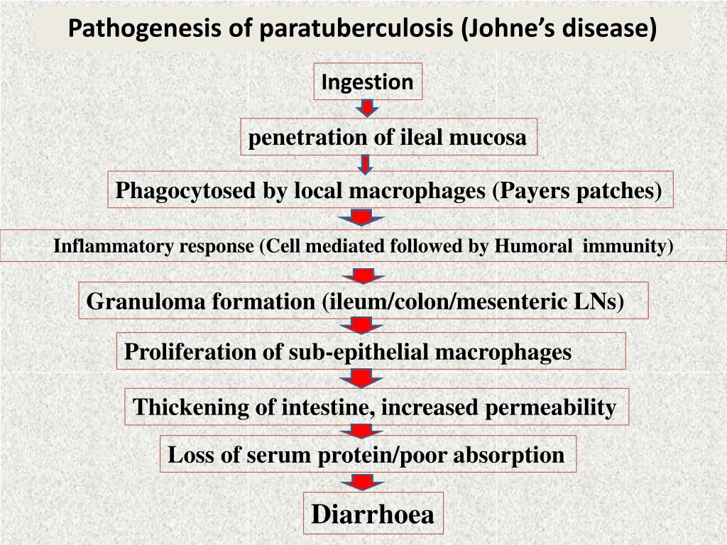 pathogenesis of paratuberculosis johne s disease