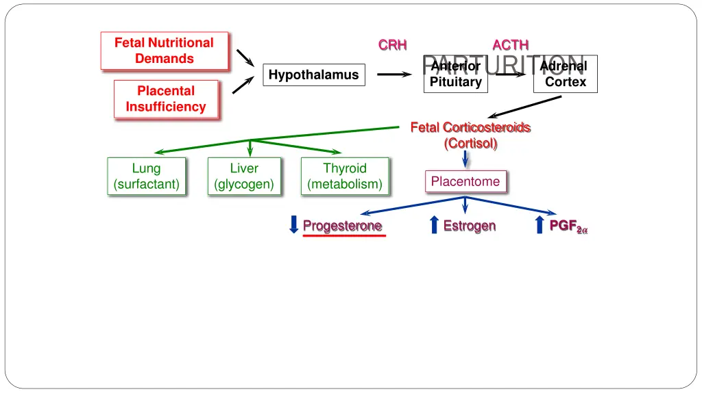 fetal nutritional demands 1