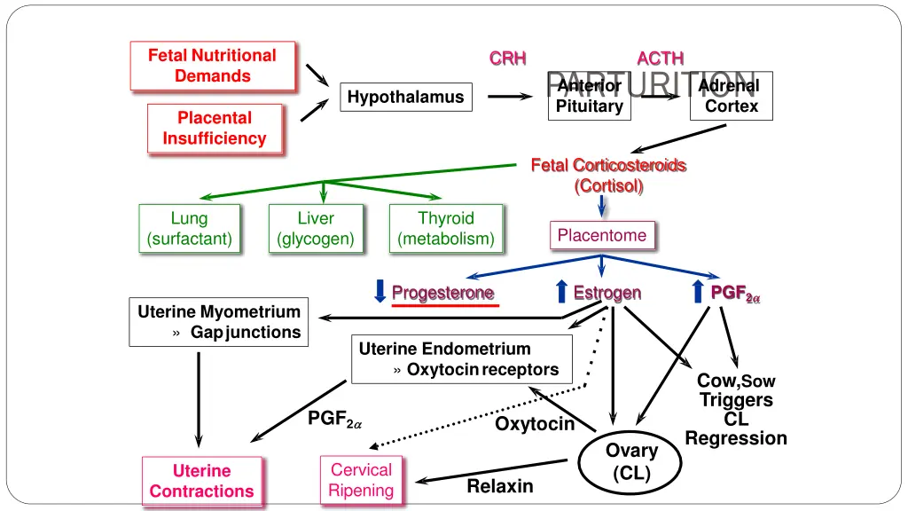 fetal nutritional demands 2