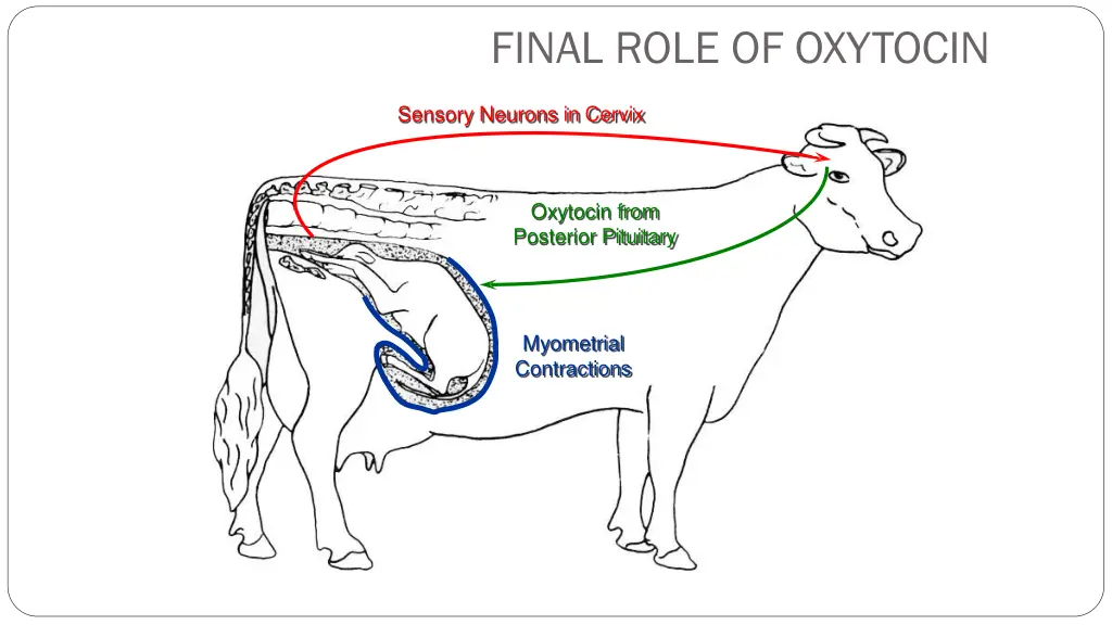 final role of oxytocin