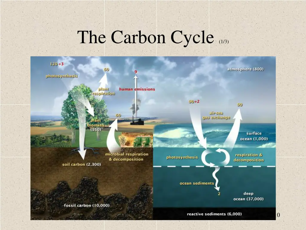 the carbon cycle 1 3