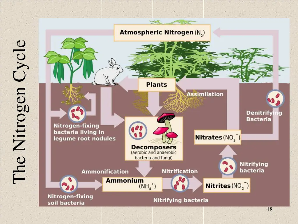 the nitrogen cycle 3