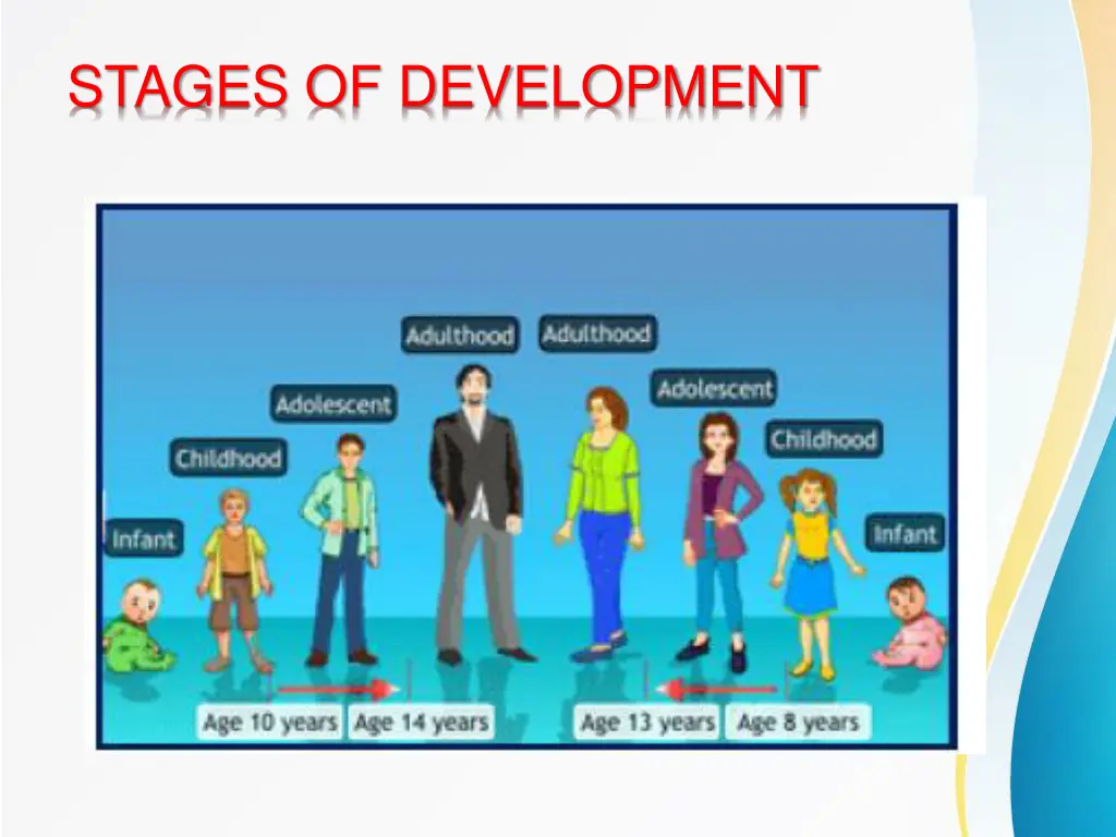 stages of development