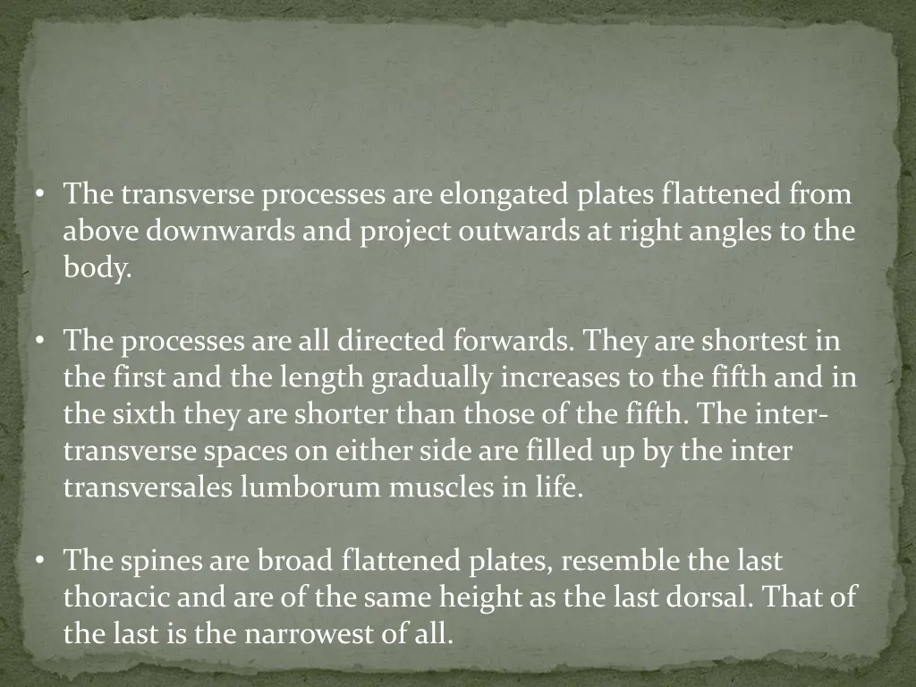 the transverse processes are elongated plates