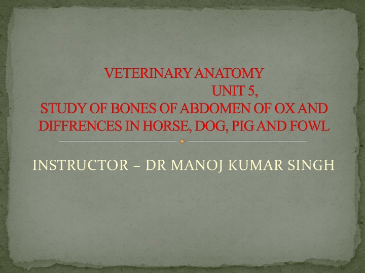 veterinary anatomy