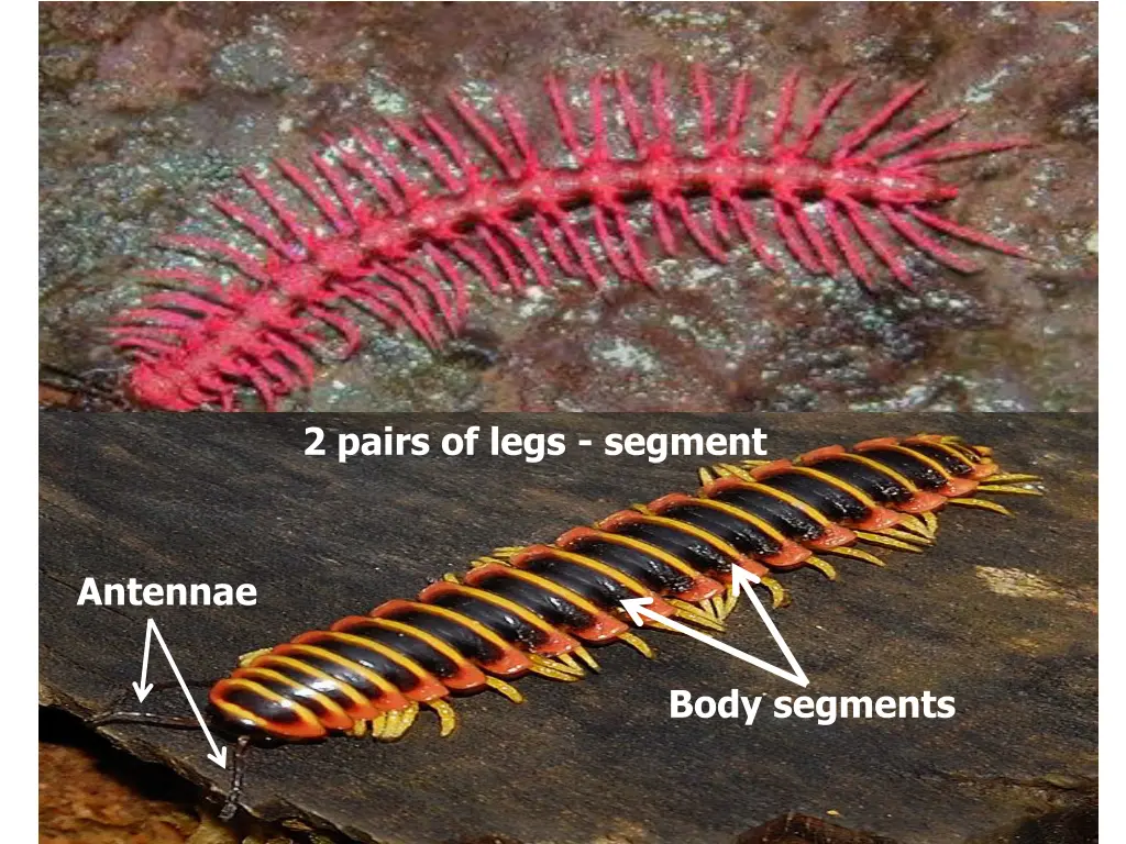 2 pairs of legs segment