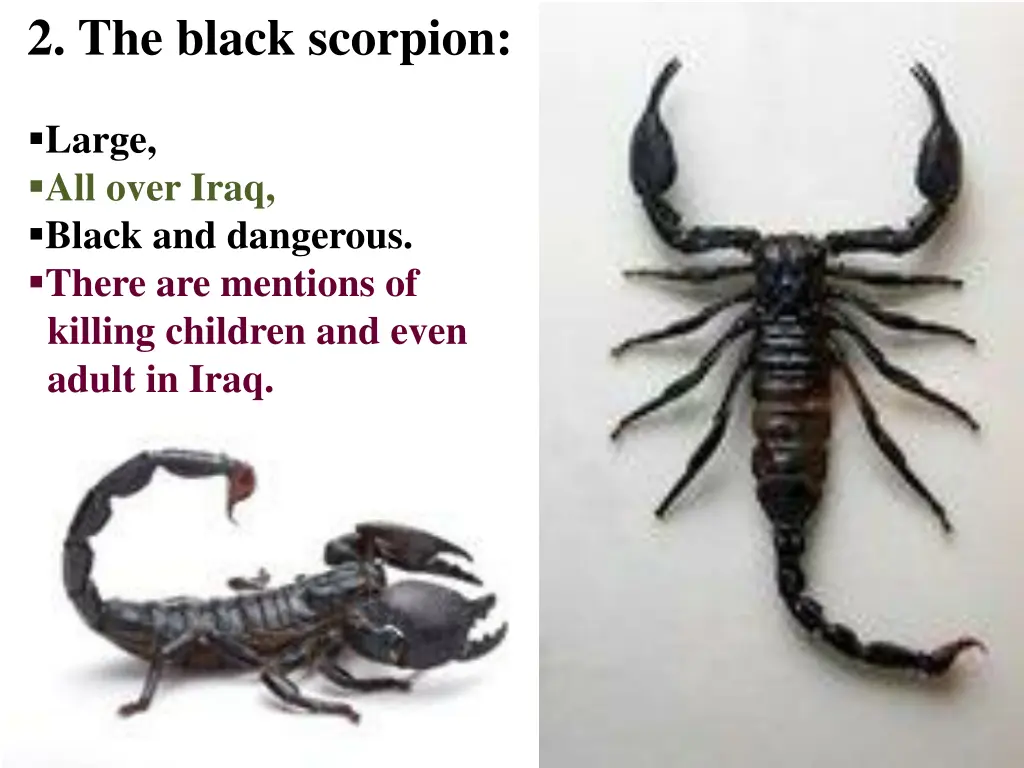 2 the black scorpion