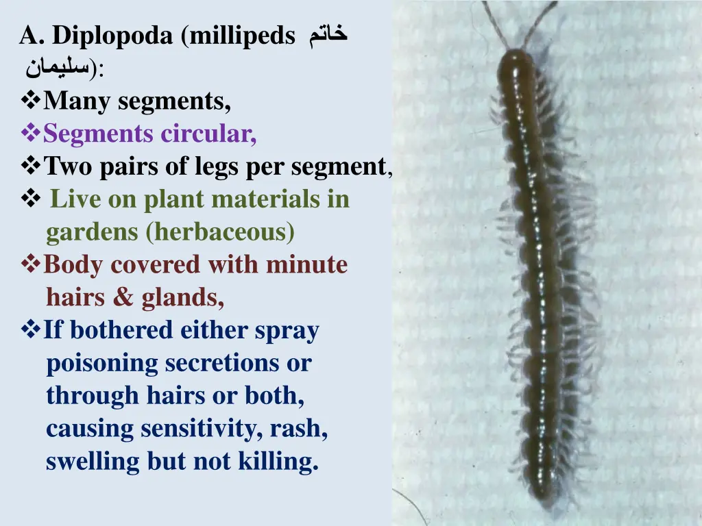 a diplopoda millipeds many segments segments