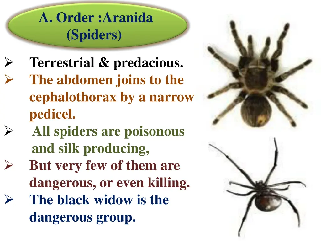 a order aranida spiders