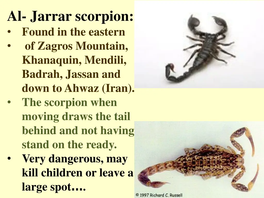 al jarrar scorpion found in the eastern of zagros