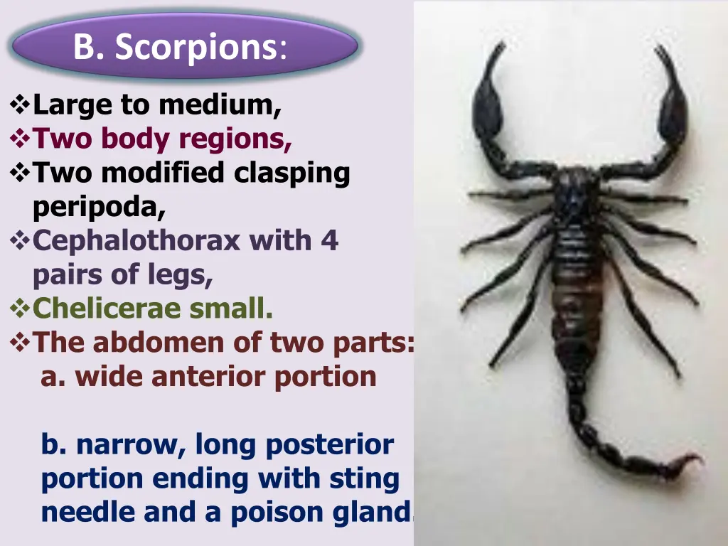 b scorpions